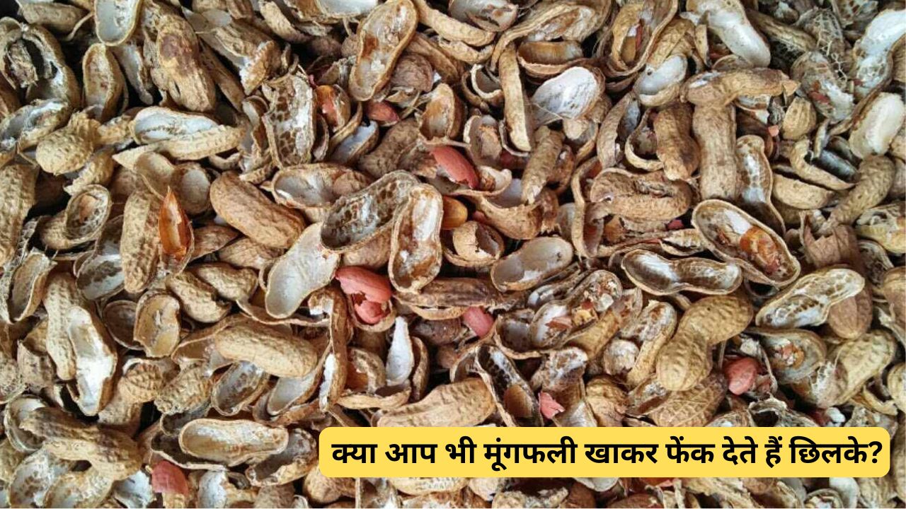 Peanut Shell Uses: क्या आप भी मूंगफली खाकर फेंक देते हैं छिलके, शुरू कर दें ये काम