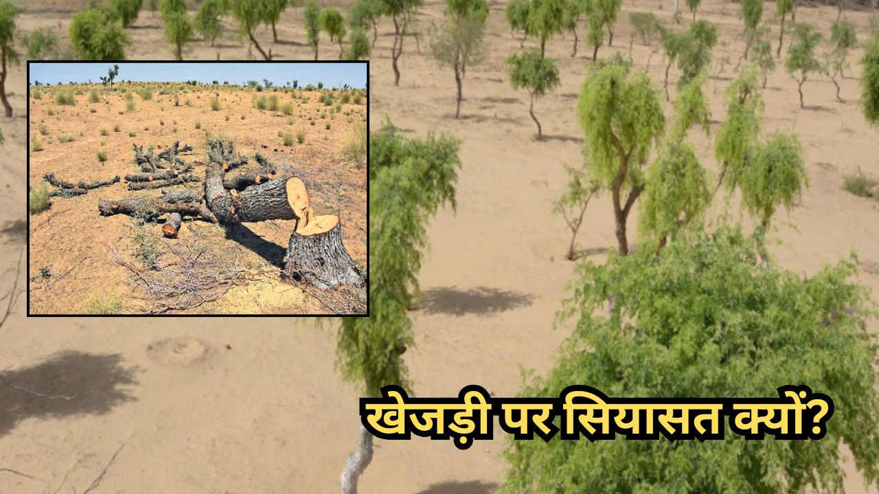 Khejadi Bachao: खेजड़ी कटाई पर गुस्से में मारवाड़! क्या है खेजड़ी बचाओ आंदोलन का सच?