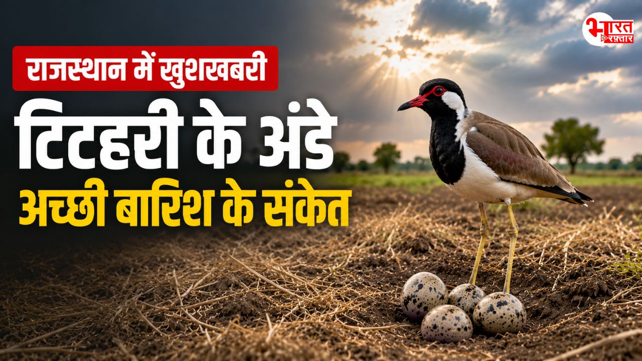 टीटहरी ने खेत में दिए 4 अंडे, अब मानसून को लेकर हुई भविष्यवाणी