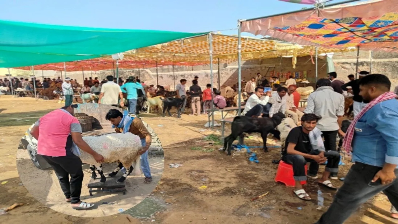 Bakrid 2026: राजस्थान में बकरीद पर बिका 1.35 लाख का 'शाहरुख' नामक बकरा, वजन-ऊंचाई जानकर आप भी रह जाएंगे हैरान