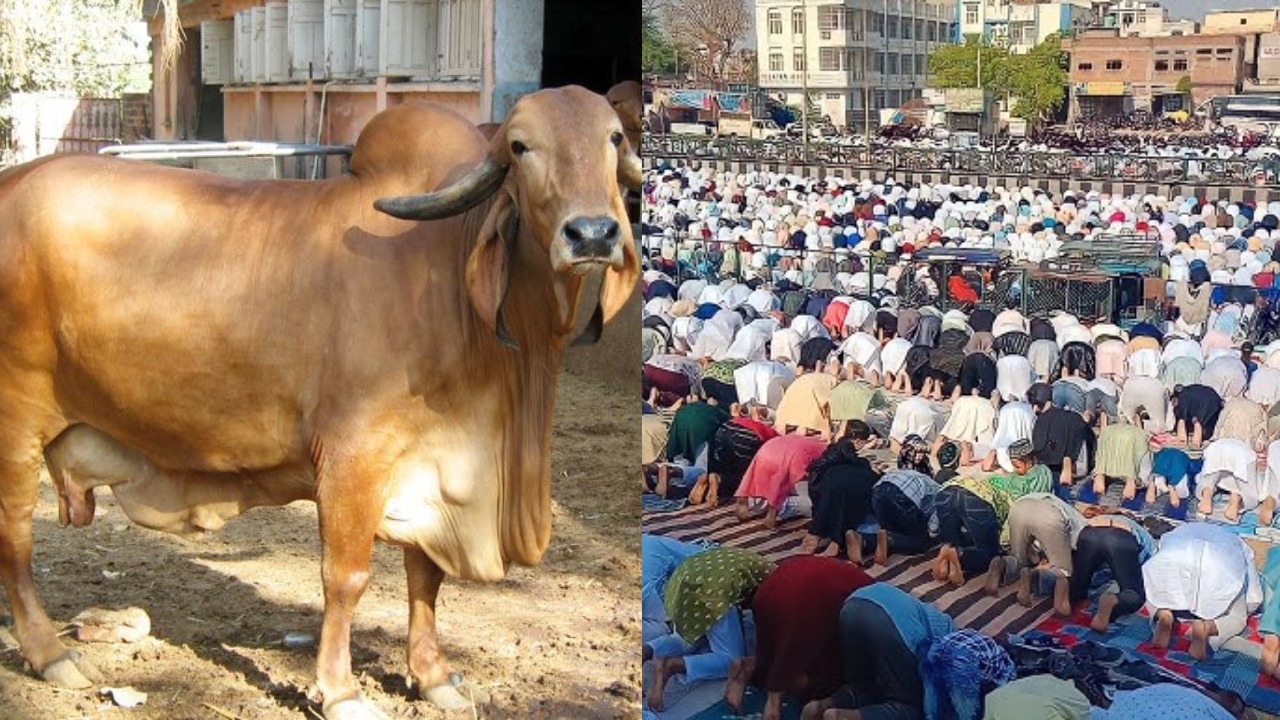Bakrid 2026: बकरीद पर जयपुर में मुस्लिमों की गाय को राष्ट्रीय पशु घोषित करने की मांग, बोले- 'इस मुद्दे पर राजनीति नहीं हो'